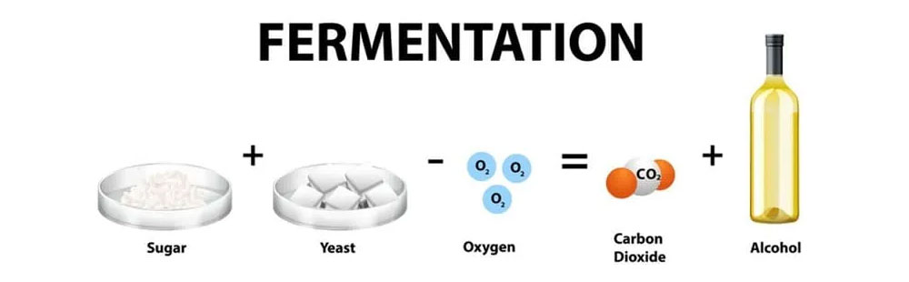 How the fermentation works